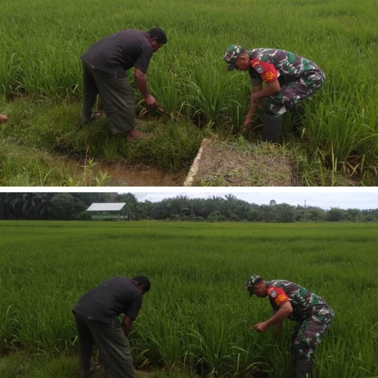 Tanaman Padi Tumbuh Subur, Babinsa Kodim 0105/Aceh Barat Ingatkan Petani Waspadai Hama