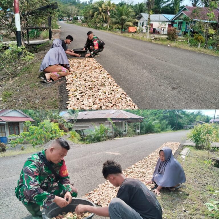 Turun Langsung ke Tengah Petani, Babinsa Simeulue Bantu Jemur Hasil Panen Pinang