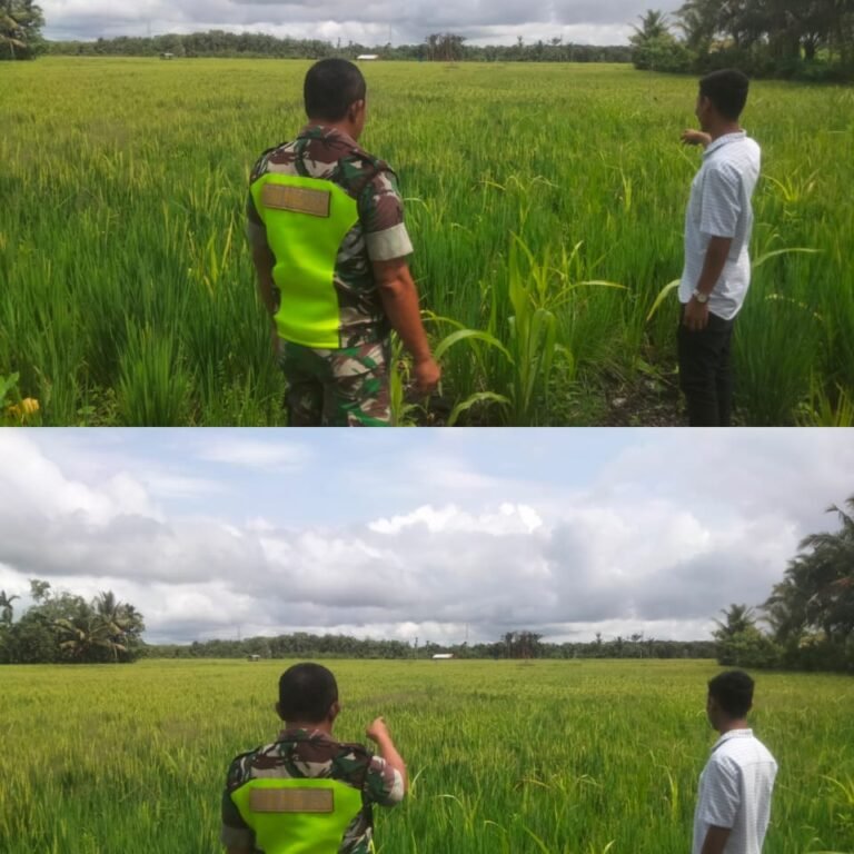 Babinsa Aceh Barat Dampingi Petani Pantau Padi dan Kendala Budidaya di Sawah