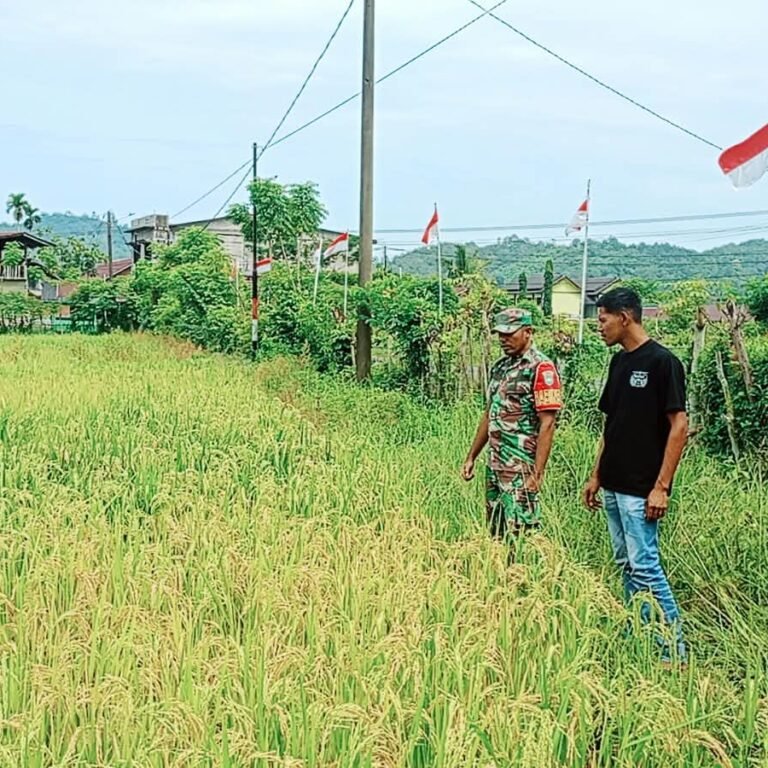 Jelang Panen Padi, Babinsa Koramil 01/Jaya Perkuat Pemantauan Pertanian Warga