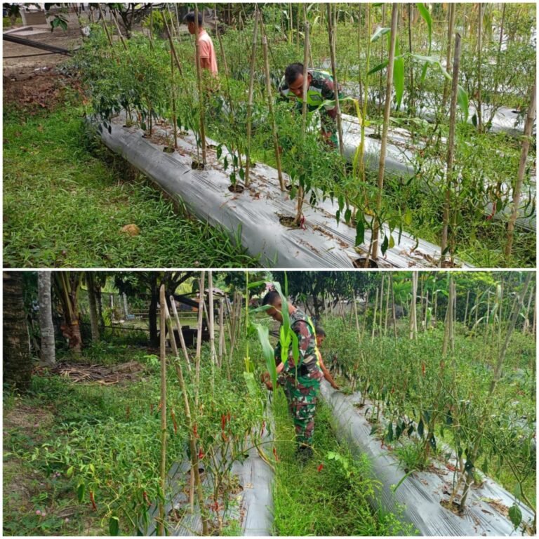 Lahan Kosong Jadi Kebun Cabai, Babinsa Koramil 08/Alafan Dampingi Petani Simeulue