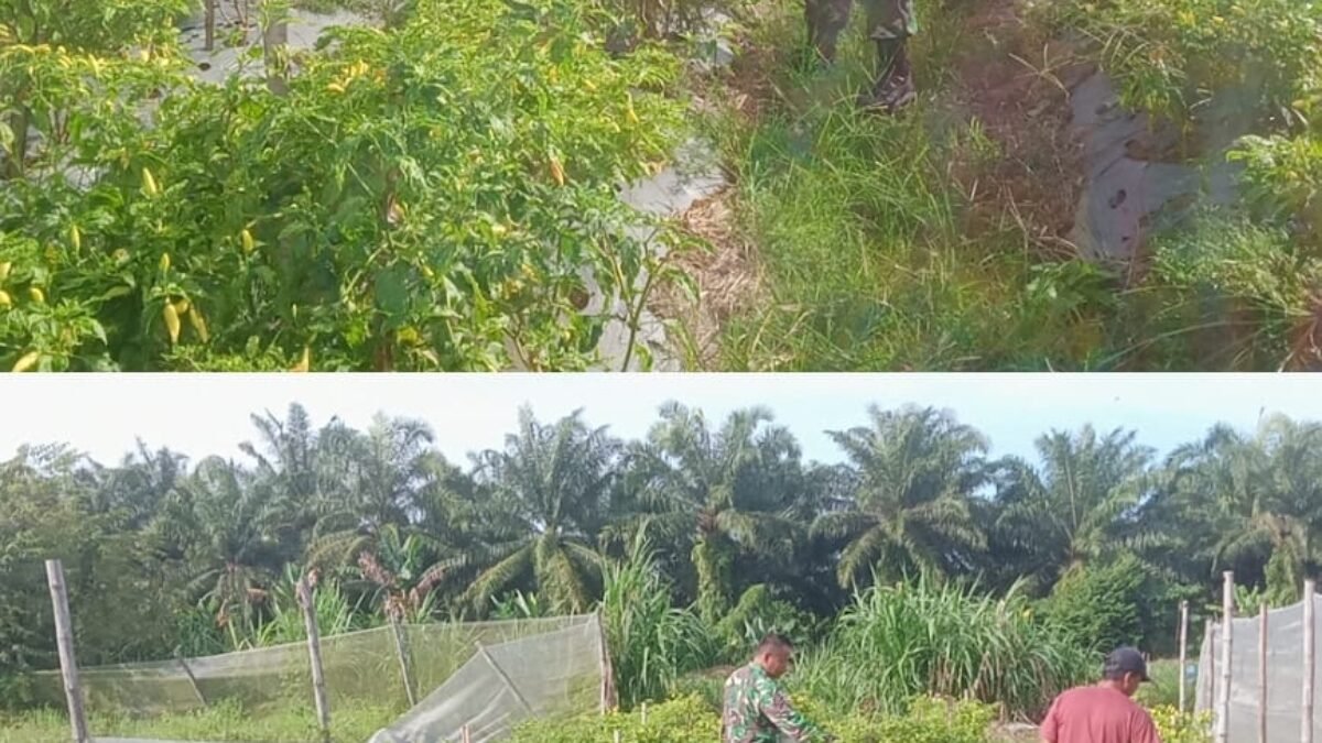 Komsos di Kebun Cabai, Babinsa Aceh Barat Bantu Petani Tingkatkan Produktivitas