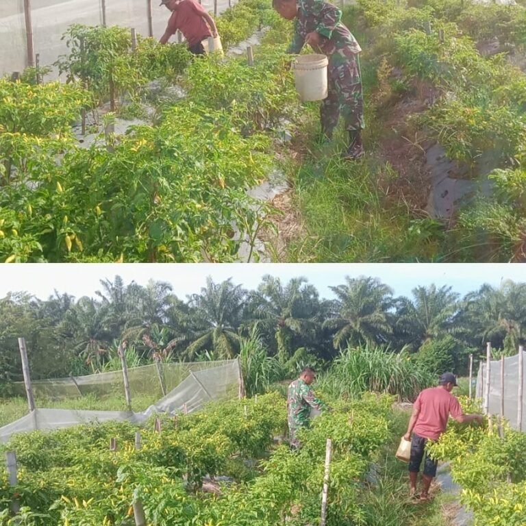 Komsos di Kebun Cabai, Babinsa Aceh Barat Bantu Petani Tingkatkan Produktivitas