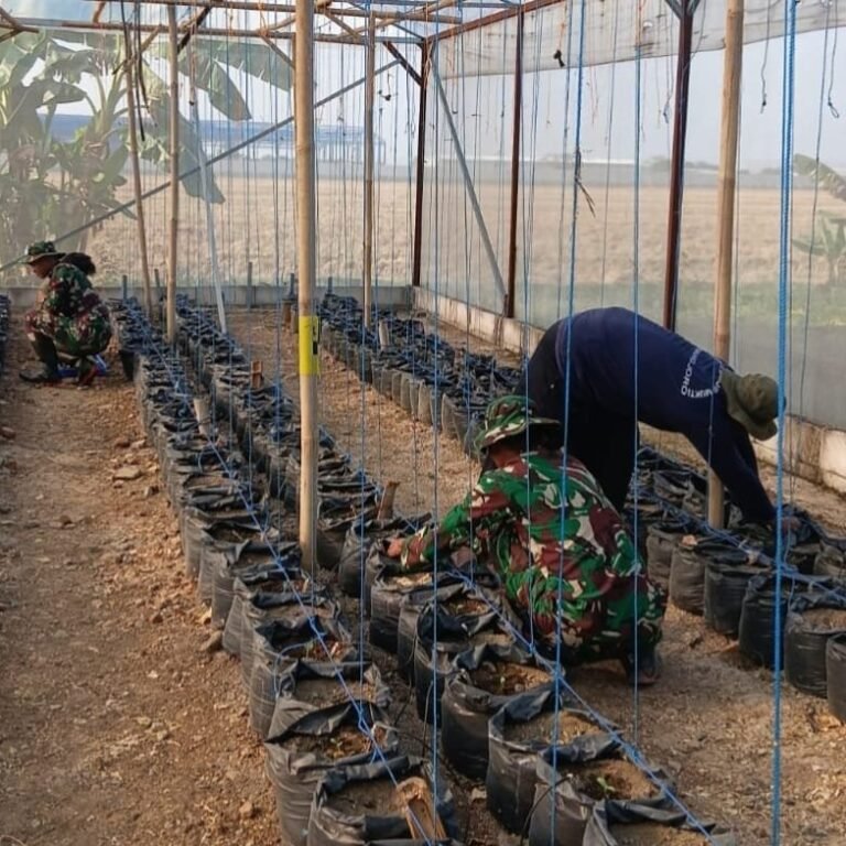 Hidroponik Melon Jadi Sarana Transfer Ilmu antara Petani dan Satgas TMMD