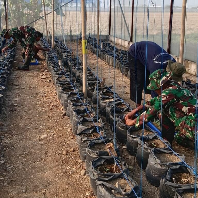 Satgas TMMD Serap Ilmu Hidroponik dari Petani Parangjoro