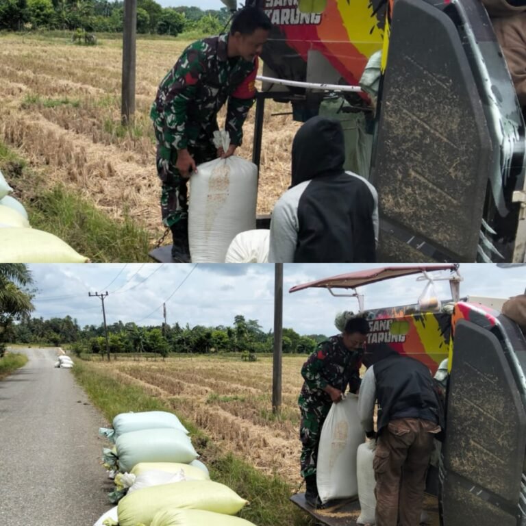 Dari Sawah ke Pinggir Jalan, Babinsa Kaway XVI Bantu Petani Usai Panen