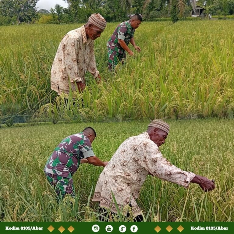Sawah Pak Mansyur Mulai Masuk Masa Panen, Babinsa Samatiga Pantau Kondisi Padi