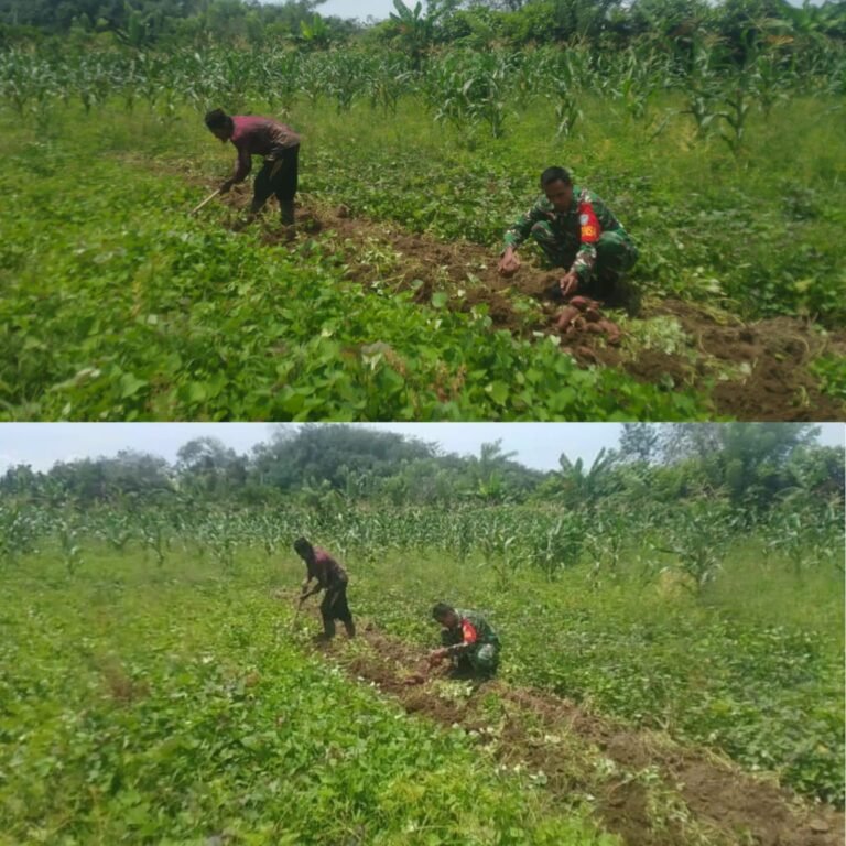 Hasil Panen Ubi Jalar Mulai Dikumpulkan, Petani Lhok Guci Dapat Pendampingan Babinsa