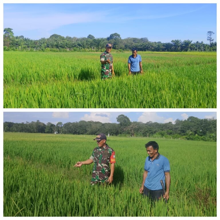 Pertumbuhan Padi Terjaga, Babinsa Posramil 06/Bubon Lanjutkan Pendampingan Petani