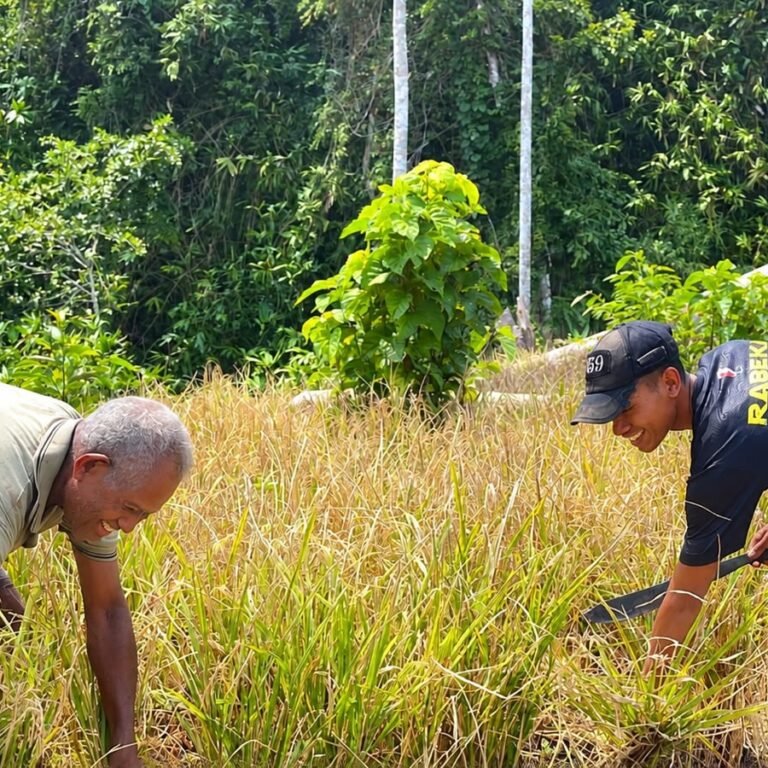 Ketahanan Pangan Supiori Bertumbuh dari Sawah, Prajurit Dampingi Petani Mansur Babo