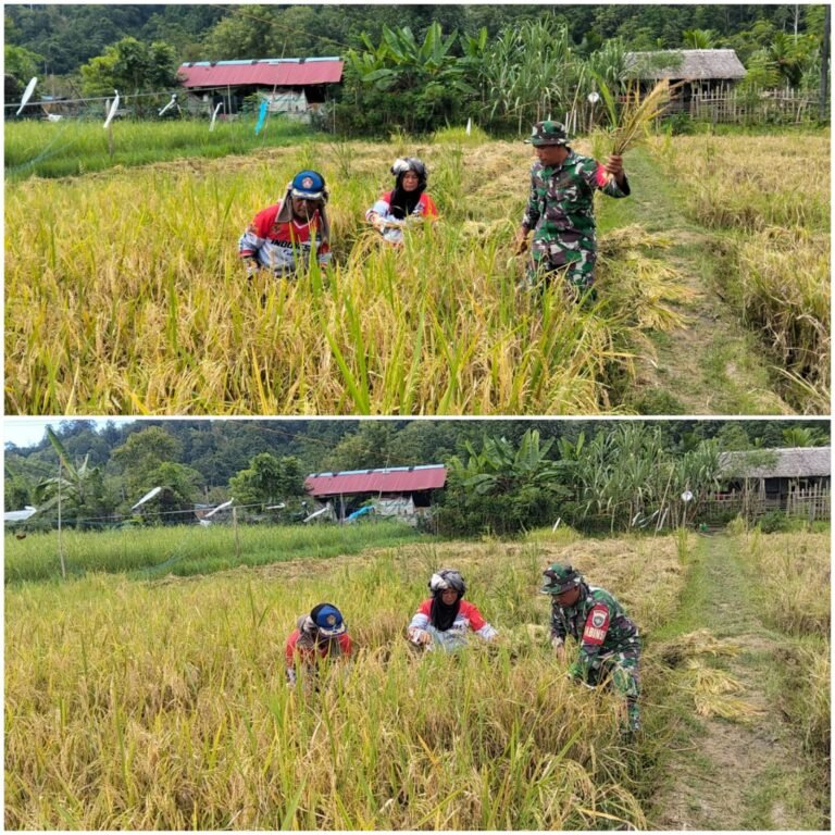 Hasil Panen Petani Jadi Perhatian, Babinsa Simeulue Timur Dampingi Pekerjaan di Sawah