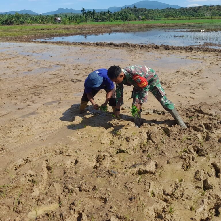 Pendampingan Babinsa Berlanjut ke Lahan, Petani Teunom Bersiap Menuju Musim Panen