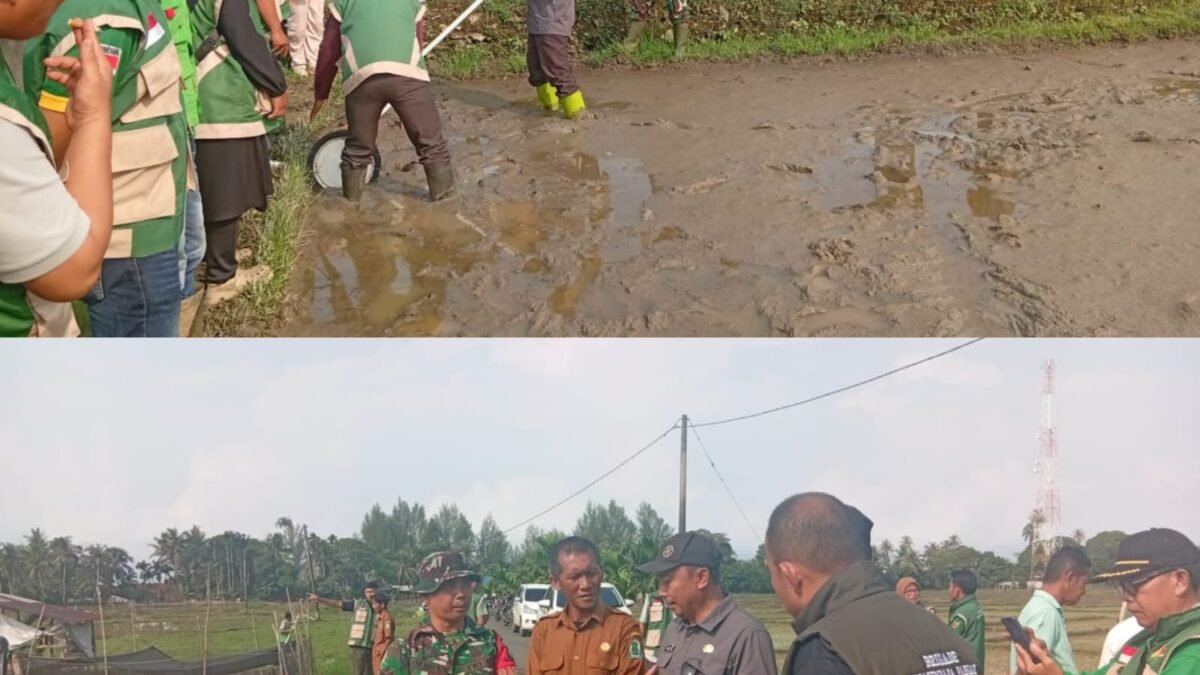 Dari Penyemaian hingga Panen, Babinsa Posramil Teupah Barat Dampingi Petani Simeulue