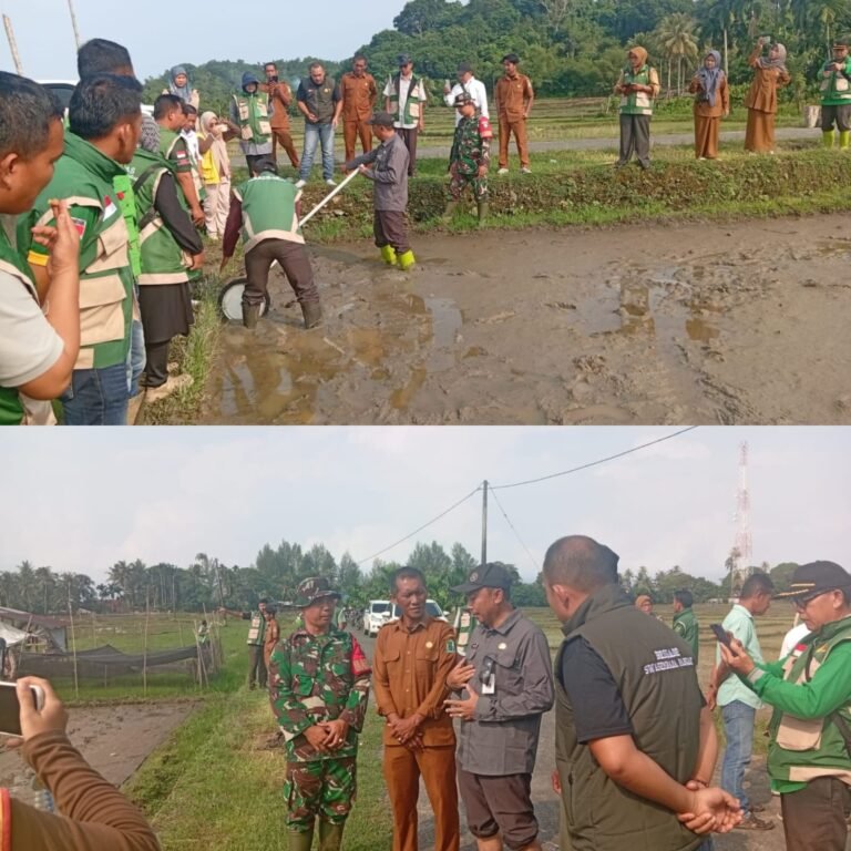 Dari Penyemaian hingga Panen, Babinsa Posramil Teupah Barat Dampingi Petani Simeulue