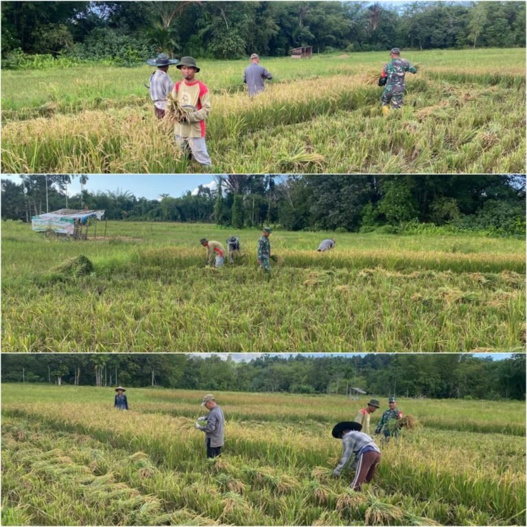 Panen Padi di Ganting Simeulue, Babinsa Simeulue Timur Turun Langsung Dampingi Petani