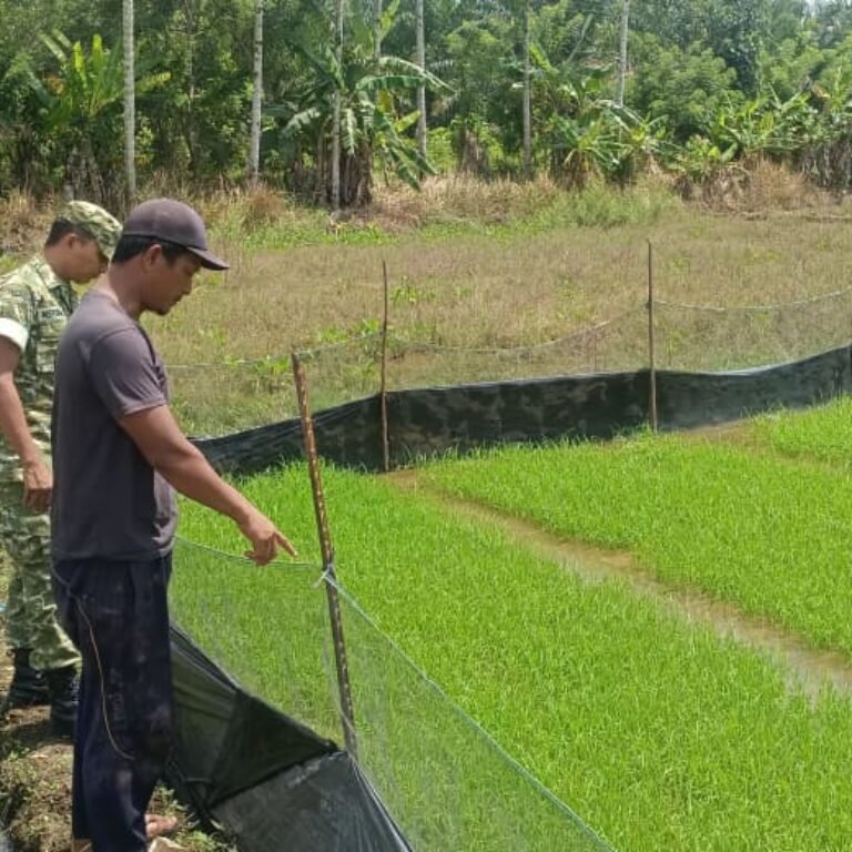 Babinsa Panga Cek Kondisi Lahan Sawah Bersama Kelompok Tani di Gp. Harapan Aceh Jaya