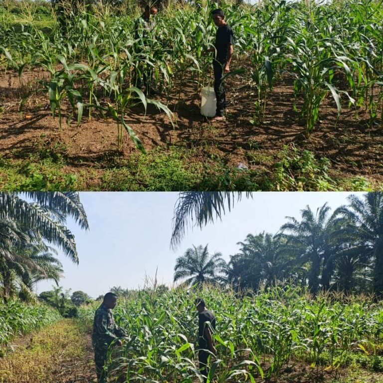 Jagung Manis Tumbuh Produktif, Babinsa Meureubo Ikut Dampingi Petani dari Ladang