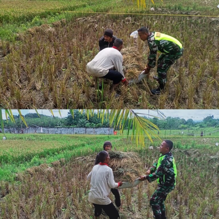 Petani Suwa Awe Dapat Bantuan Tenaga Saat Panen, Babinsa Ikut Angkat Hasil Padi