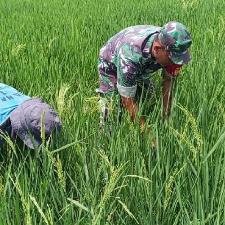 Padi Milik Petani Sapek Mulai Berbuah, Perawatan Sawah Tetap Dilakukan