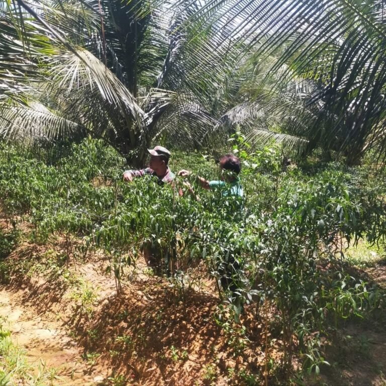 Babinsa Koramil 0109-03/Gunung Meriah Tinjau Perawatan Tanaman Cabai di Aceh Singkil