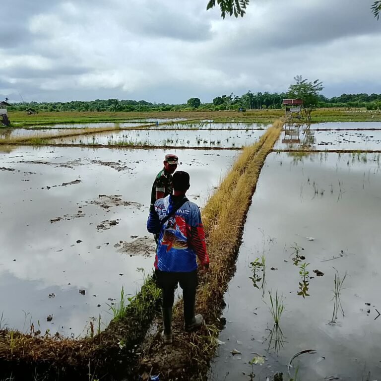 Pembajakan Sawah Dimulai, Babinsa Koramil 05/Panga Pantau Kesiapan Lahan Petani