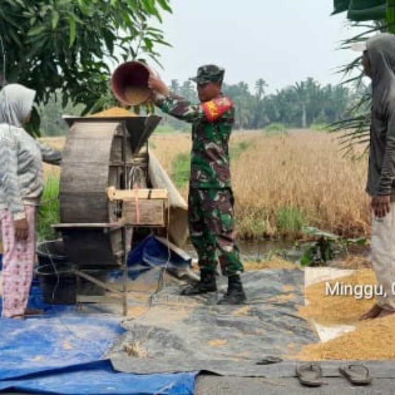 ‎Babinsa Koramil 1005-11/Tabunganen Bantu Petani Jemur Padi, Dukung Suksesnya Program LTT
