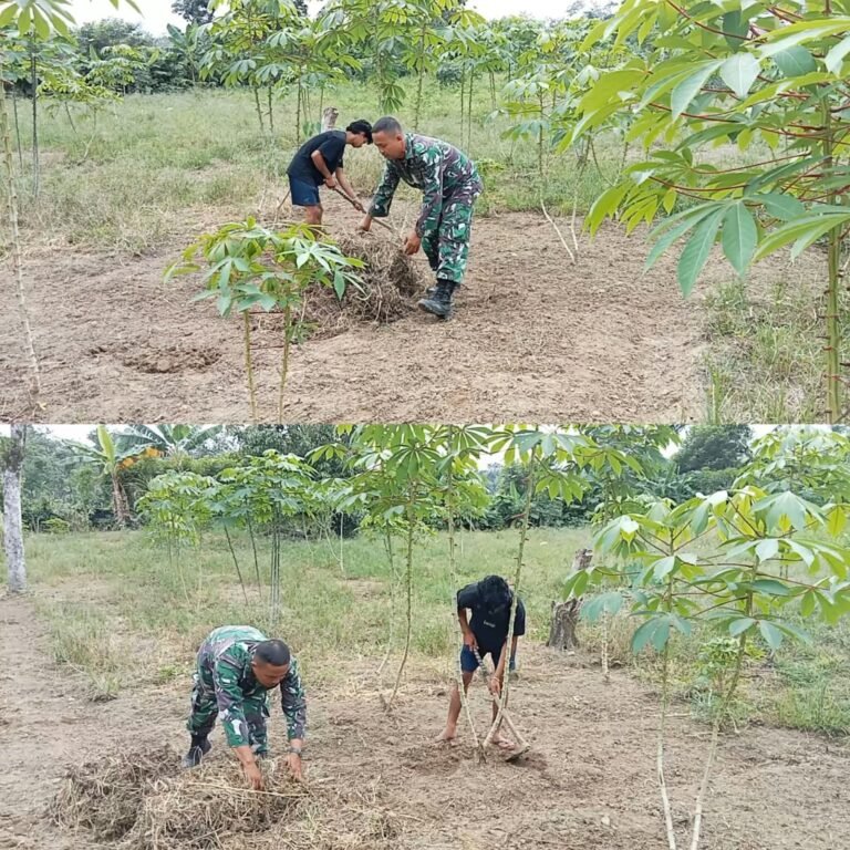 Babinsa Posramil 05/Pante Ceureumen Dampingi Petani Tingkatkan Perawatan Singkong