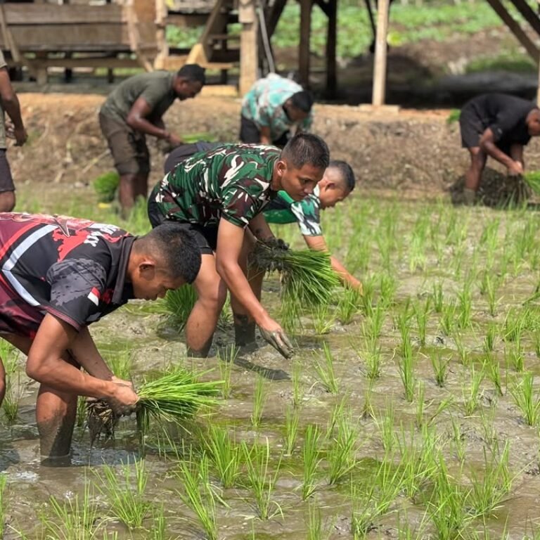 Prajurit YTP 859/RBK Kembali Turun ke Lahan, Tanam Padi dan Buka Lahan Cabai