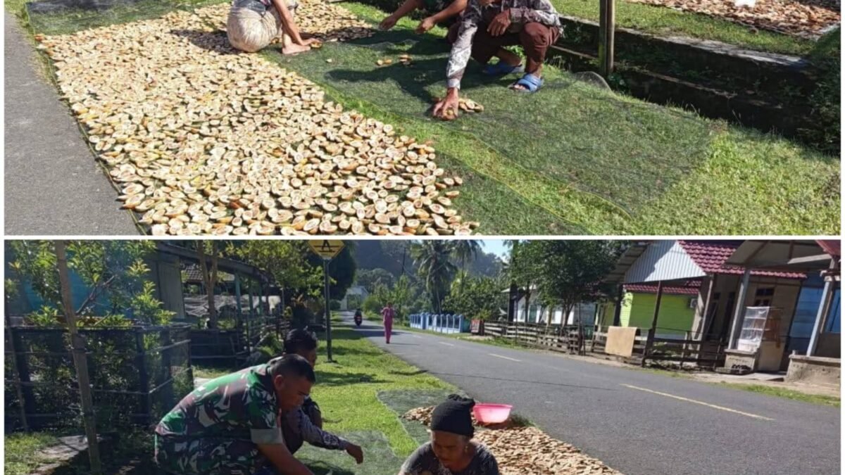 Babinsa Posramil Teupah Barat Dorong Petani Manfaatkan Cuaca Cerah untuk Pascapanen