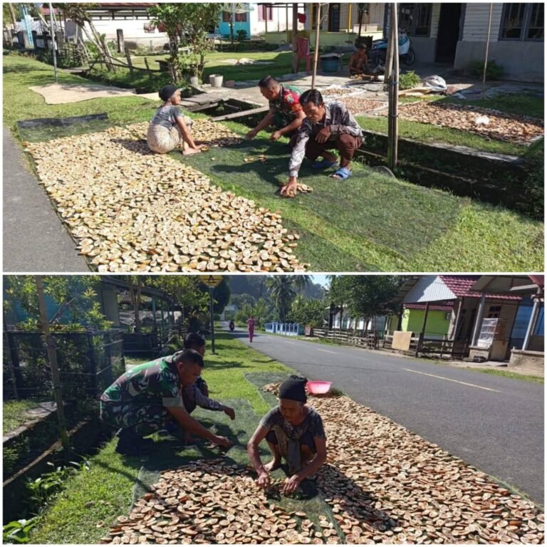 Babinsa Posramil Teupah Barat Dorong Petani Manfaatkan Cuaca Cerah untuk Pascapanen