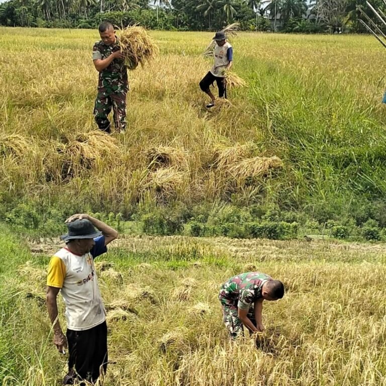 Koramil 09/Samatiga Perkuat Pendampingan Petani Lewat Kegiatan Panen Padi