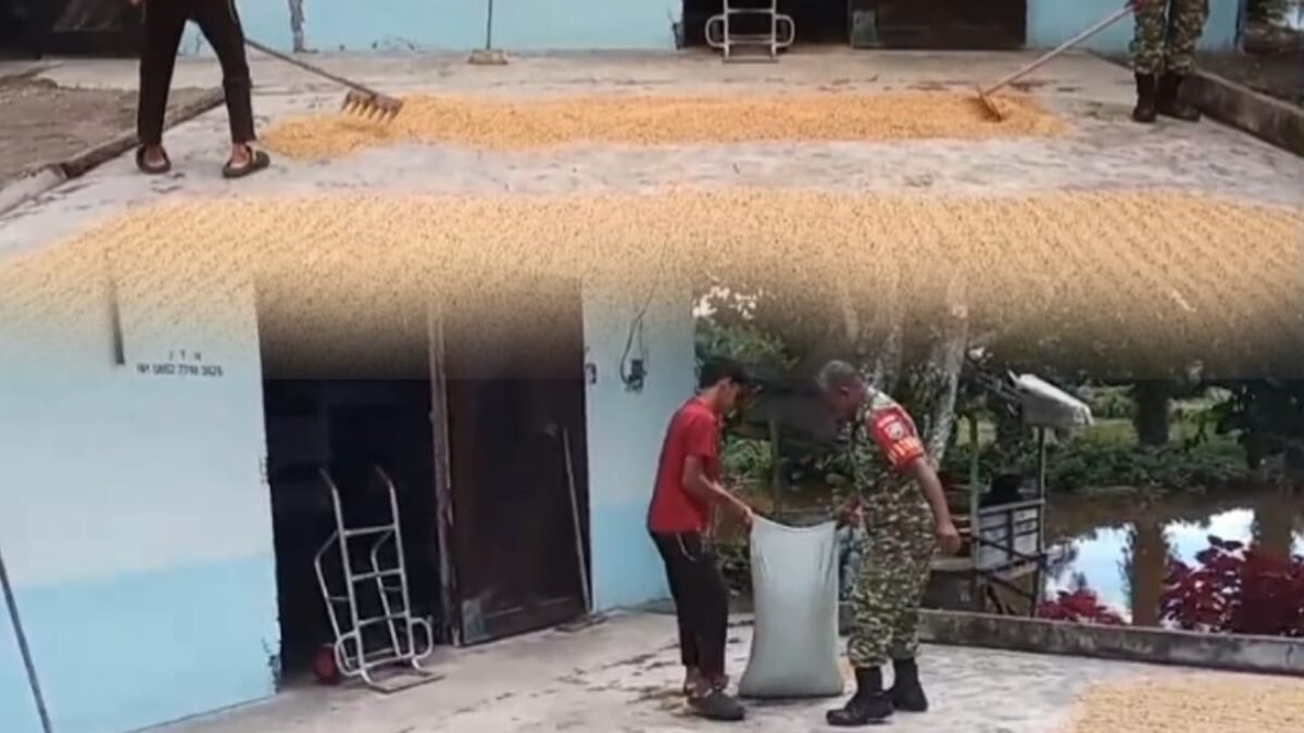 Babinsa Ikut dalam Aktivitas Pascapanen untuk Mendukung Pertanian di Samatiga