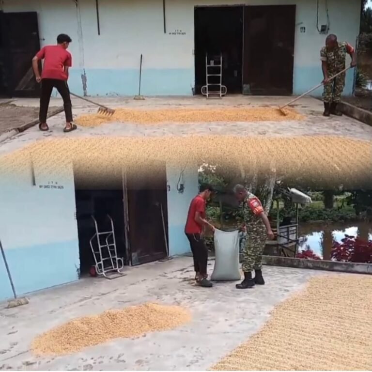 Babinsa Ikut dalam Aktivitas Pascapanen untuk Mendukung Pertanian di Samatiga
