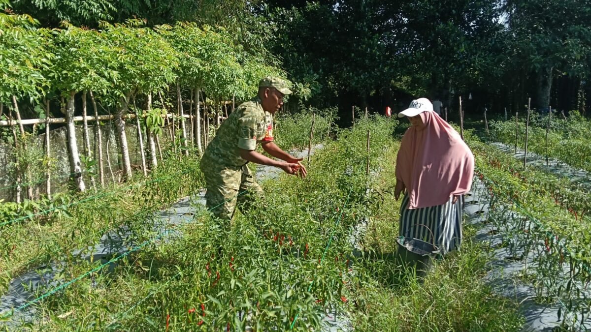 Panen Cabai Merah Di Desa Meunasah Weeh, Babinsa Dukung Petani Perkuat Ketahanan Pangan Aceh Jaya