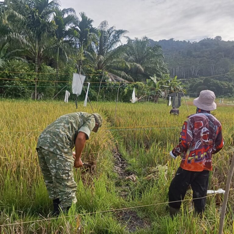 Koramil 03/Setia Bakti Dukung Kelancaran Panen Padi di Wilayah Binaan