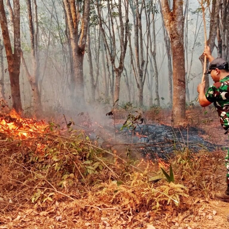 Aksi Cepat Babinsa Pimpin Pemadaman Kebakaran Lahan Karet di Muting